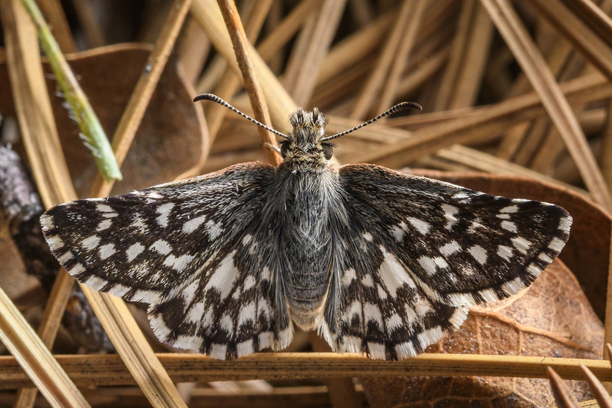 8egreedy butterfly zipparker ブラック The Butterfly Effect | San Diego Zoo Wildlife Alliance